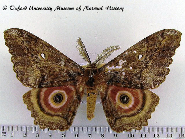 /filer/webapps/moths/media/images/T/thiryi_Gynanisa_AM_OUMNH_01.jpg