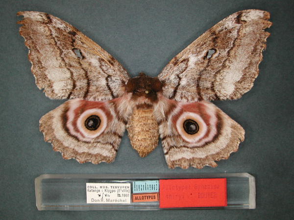 /filer/webapps/moths/media/images/T/thiryi_Gynanisa_AT_RMCA_01.jpg