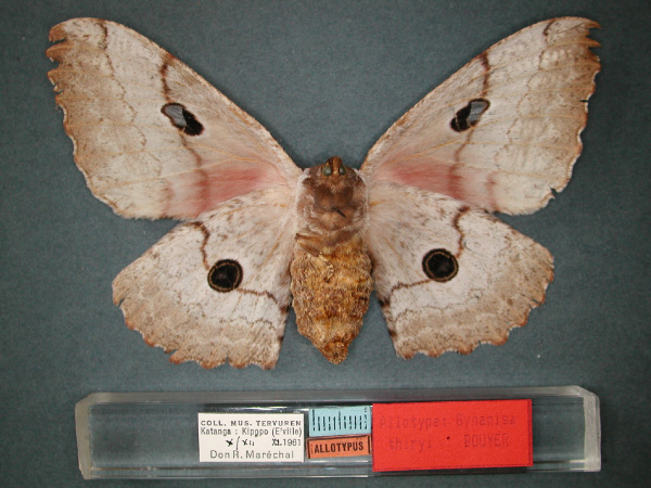 /filer/webapps/moths/media/images/T/thiryi_Gynanisa_AT_RMCA_02.jpg