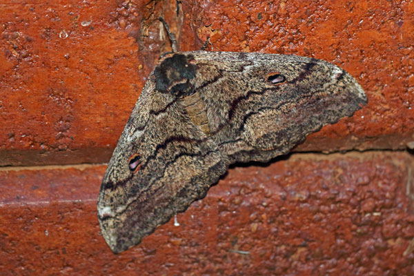 /filer/webapps/moths/media/images/T/thiryi_Gynanisa_A_Voaden.jpg