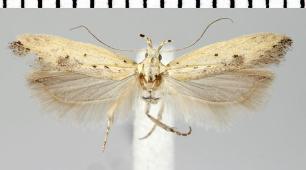 /filer/webapps/moths/media/images/T/tholaea_Parapsectris_A_ZMHB.jpg