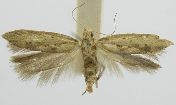 /filer/webapps/moths/media/images/T/tholaea_Parapsectris_LT_TMSA.jpg