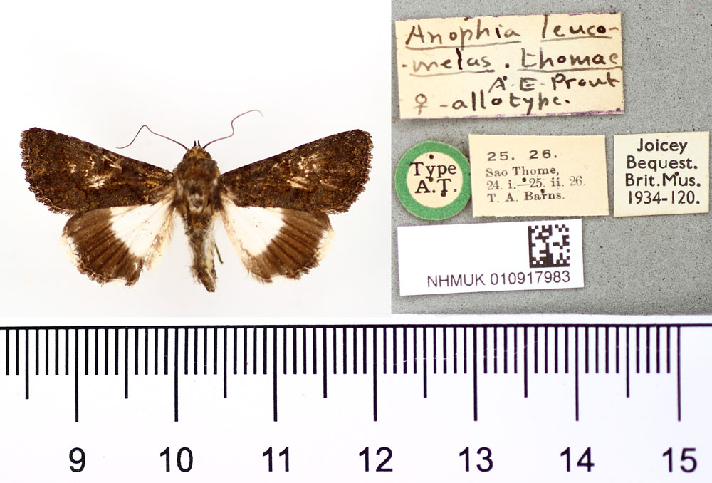/filer/webapps/moths/media/images/T/thomae_Anophia_AT_BMNH.jpg