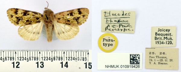 /filer/webapps/moths/media/images/T/thomae_Elaeodes_PT_BMNH.jpg