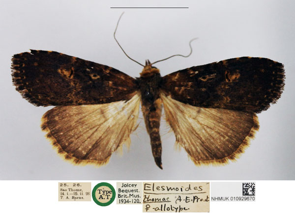 /filer/webapps/moths/media/images/T/thomae_Elesmoides_STF_NHMUK.jpg