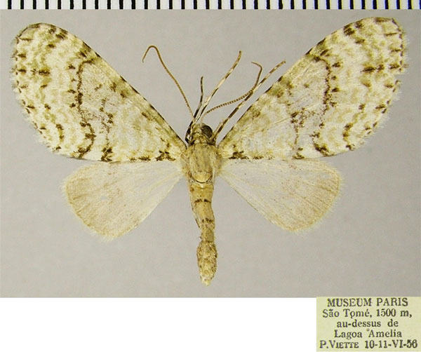 /filer/webapps/moths/media/images/T/thomae_Lobidiopteryx_AF_ZSM.jpg