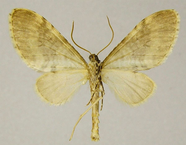/filer/webapps/moths/media/images/T/thomae_Lobidiopteryx_AM_ZSMb.jpg
