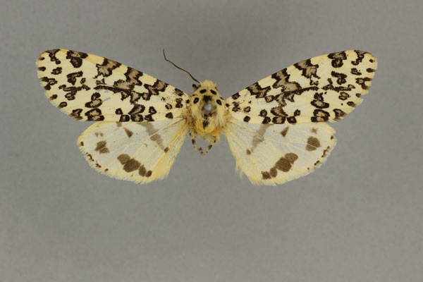 /filer/webapps/moths/media/images/T/thomasi_Alpenus_PTM_BMNH.jpg