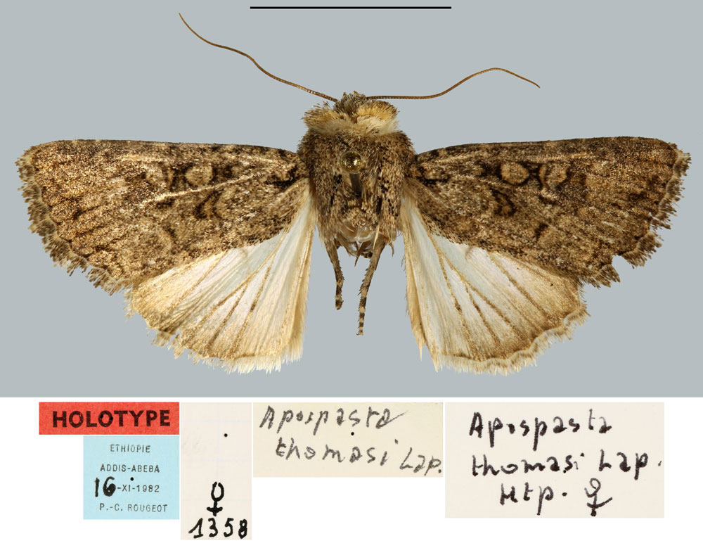 /filer/webapps/moths/media/images/T/thomasi_Apospasta_HT_MNHN.jpg