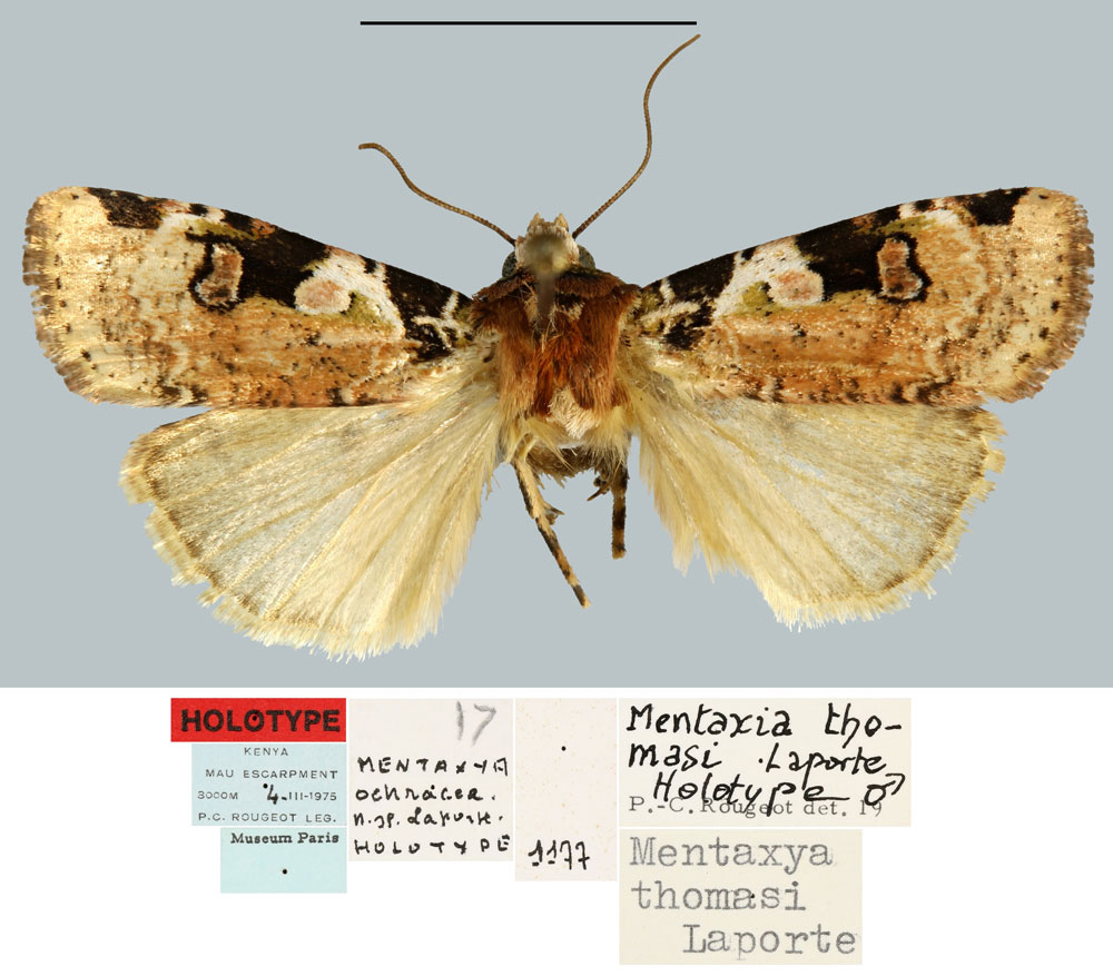 /filer/webapps/moths/media/images/T/thomasi_Mentaxya_HT_MNHN.jpg