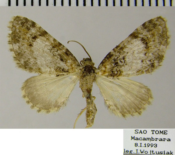 /filer/webapps/moths/media/images/T/thomasina_Eupithecia_AM_ZSM.jpg