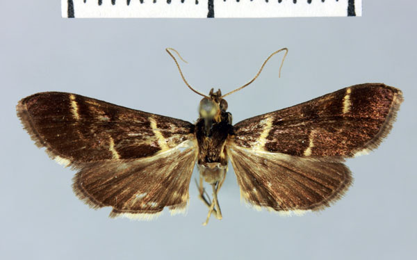 /filer/webapps/moths/media/images/T/thomealis_Paschiodes_HT_MNHN.jpg