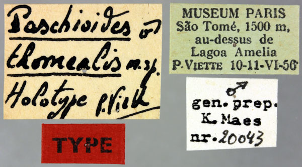 /filer/webapps/moths/media/images/T/thomealis_Paschiodes_HT_MNHNl.jpg