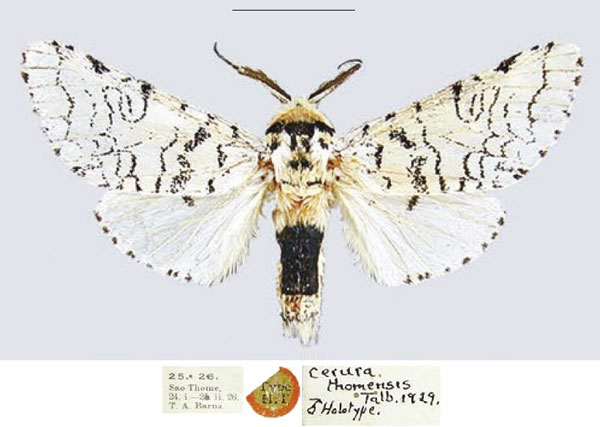 /filer/webapps/moths/media/images/T/thomensis_Cerura_HT_NHMUK.jpg