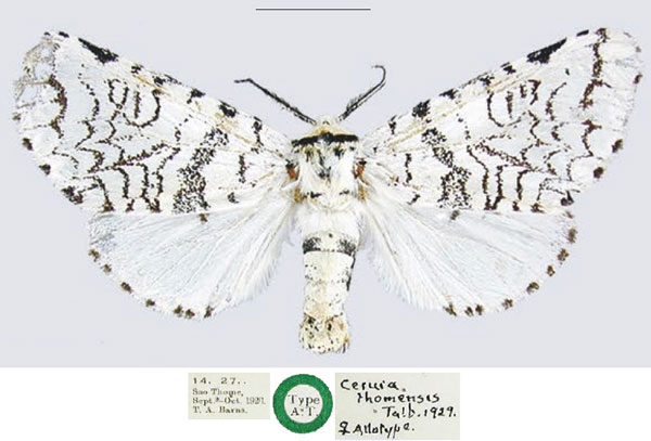 /filer/webapps/moths/media/images/T/thomensis_Cerura_PTF_NHMUK.jpg
