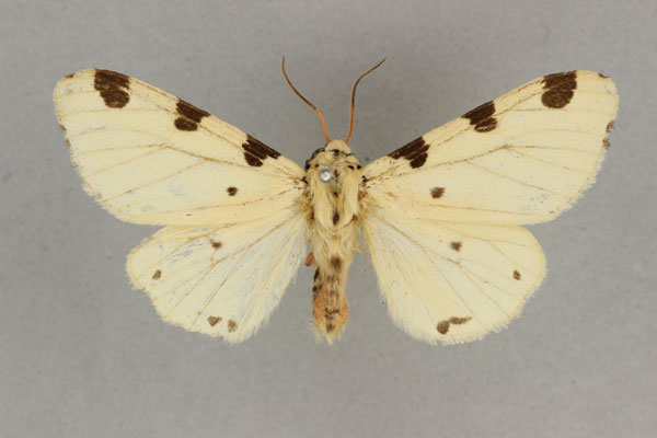 /filer/webapps/moths/media/images/T/thomensis_Disparctia_AM_BMNH.jpg
