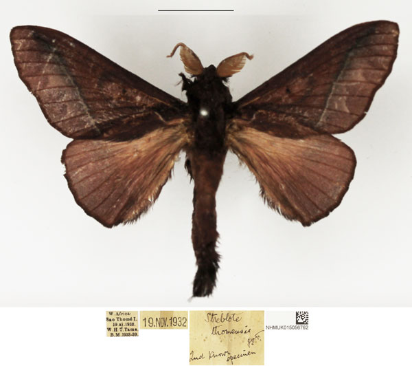 /filer/webapps/moths/media/images/T/thomensis_Stoermeriana_AM_NHMUK.jpg