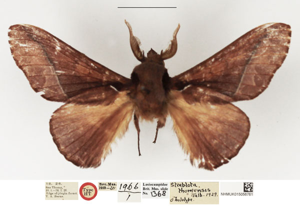 /filer/webapps/moths/media/images/T/thomensis_Streblote_HT_NHMUK.jpg