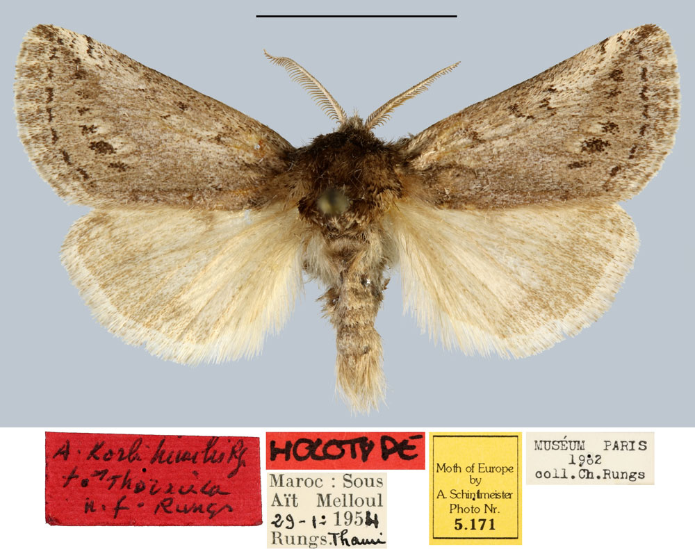 /filer/webapps/moths/media/images/T/thoracica_Albarracina_HT_MNHN.jpg