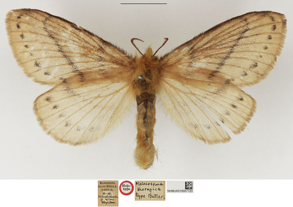 /filer/webapps/moths/media/images/T/thoracica_Malacosoma_HT_NHMUK.jpg