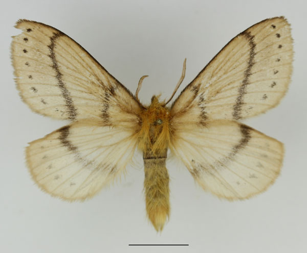/filer/webapps/moths/media/images/T/thoracica_Philotherma_AF_Basquin_02.jpg