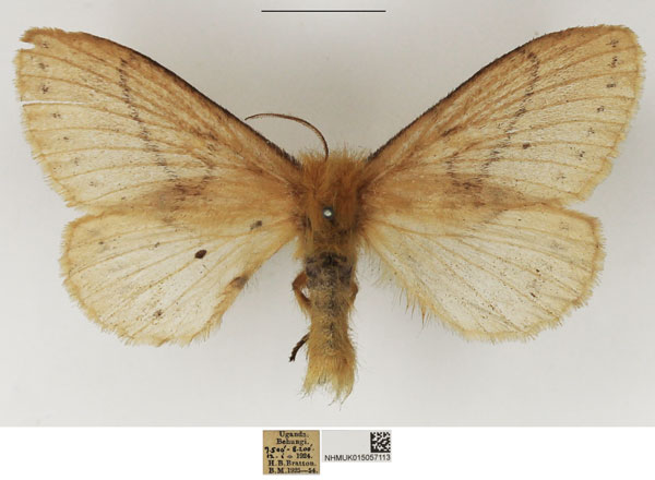 /filer/webapps/moths/media/images/T/thoracica_Philotherma_AF_NHMUK.jpg