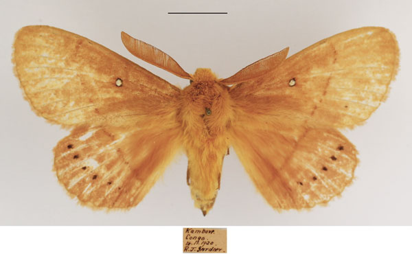 /filer/webapps/moths/media/images/T/thoracica_Philotherma_AM_TMSA_01.jpg