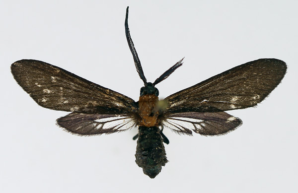 /filer/webapps/moths/media/images/T/thoracica_Saliunca_AM_TMSA_02.jpg