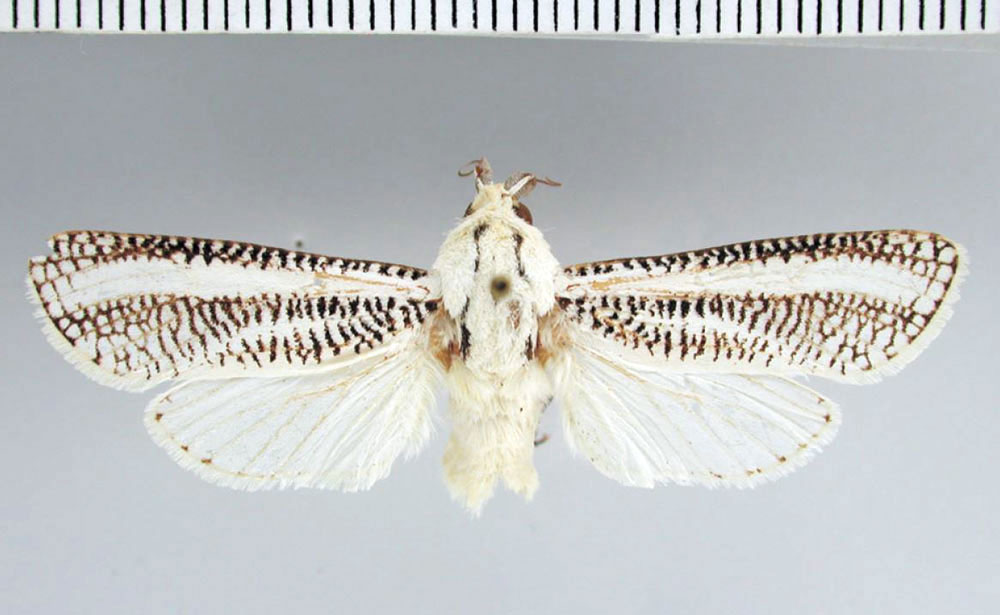 /filer/webapps/moths/media/images/T/thoracostrigalis_Azygophleps_HT_TMSA.jpg