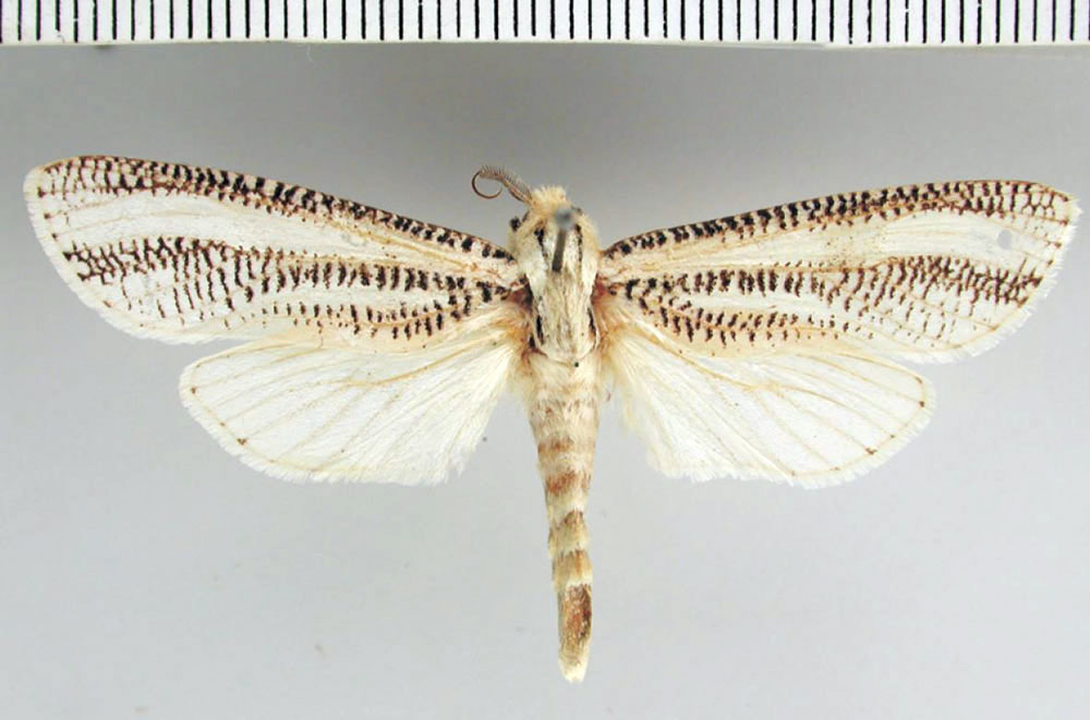 /filer/webapps/moths/media/images/T/thoracostrigalis_Azygophleps_PT_TMSA.jpg