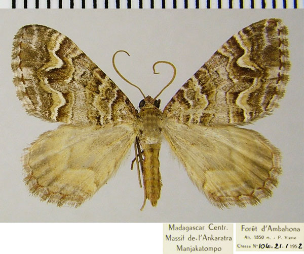 /filer/webapps/moths/media/images/T/thorenaria_Mimoclystia_AF_ZSM.jpg