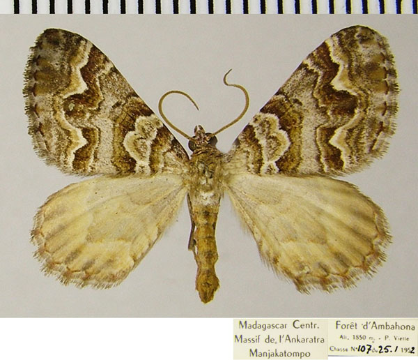 /filer/webapps/moths/media/images/T/thorenaria_Mimoclystia_AM_ZSMa.jpg