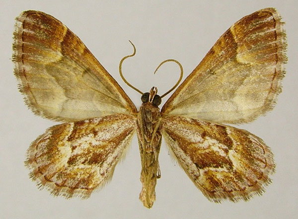 /filer/webapps/moths/media/images/T/thorenaria_Mimoclystia_AM_ZSMb.jpg
