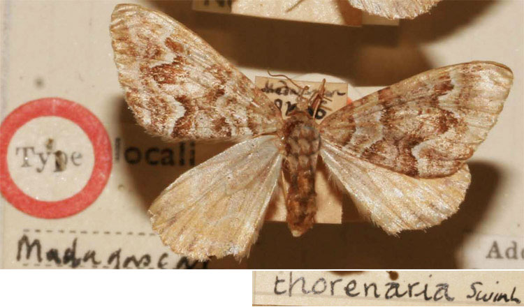 /filer/webapps/moths/media/images/T/thorenaria_Ochyria_HT_BMNH.jpg