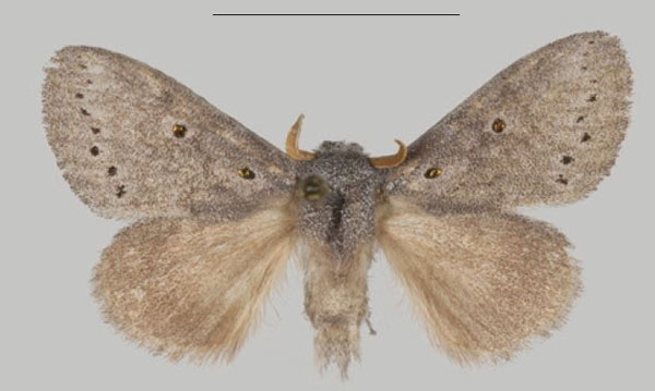 /filer/webapps/moths/media/images/T/thorogood_Eudoumbia_HT_USTTB.jpg