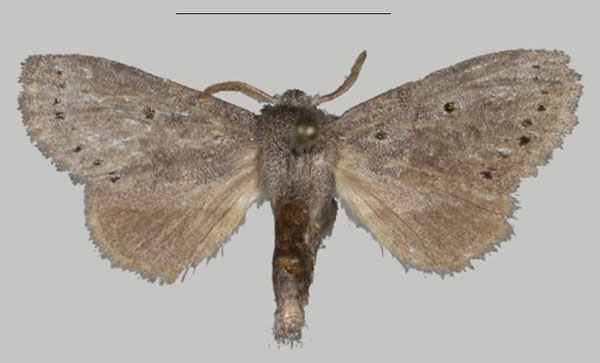 /filer/webapps/moths/media/images/T/thorogood_Eudoumbia_PTF_USTTB.jpg