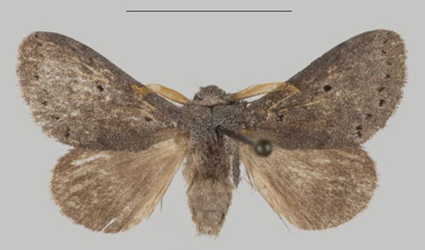 /filer/webapps/moths/media/images/T/thorogood_Eudoumbia_PTM_USTTB_01.jpg
