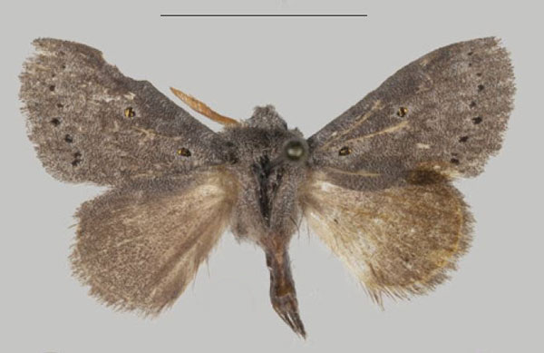 /filer/webapps/moths/media/images/T/thorogood_Eudoumbia_PTM_USTTB_02.jpg