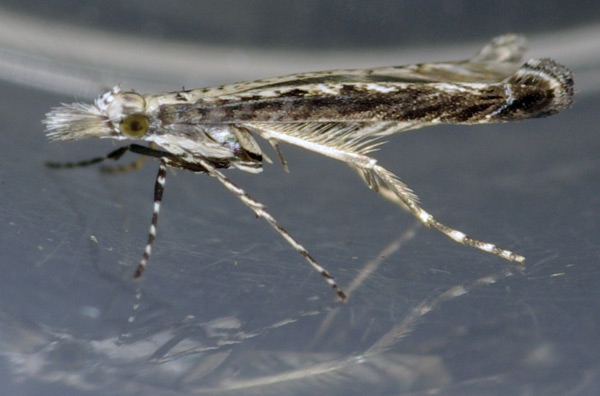 /filer/webapps/moths/media/images/T/thraustica_Stomphastis_A_Simon.jpg