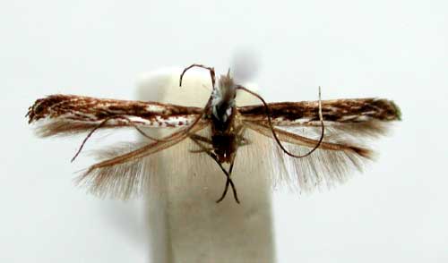 /filer/webapps/moths/media/images/T/thraustica_Stomphastis_A_TMSAb.jpg