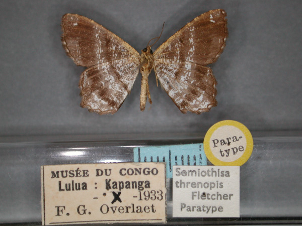 /filer/webapps/moths/media/images/T/threnopis_Chiasmia_PT_RMCA_02.jpg