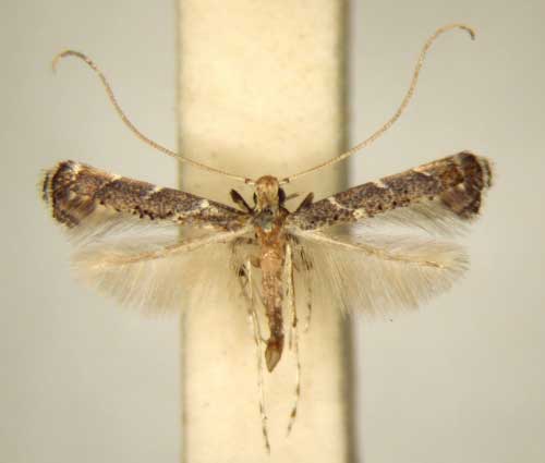 /filer/webapps/moths/media/images/T/thrypticosema_Phodoryctis_PT_TMSA6231.jpg