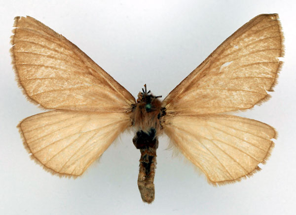 /filer/webapps/moths/media/images/T/thunbergii_Phyllalia_AF_Basquin.jpg