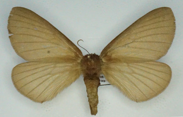 /filer/webapps/moths/media/images/T/thunbergii_Phyllalia_AF_Stroehle.jpg