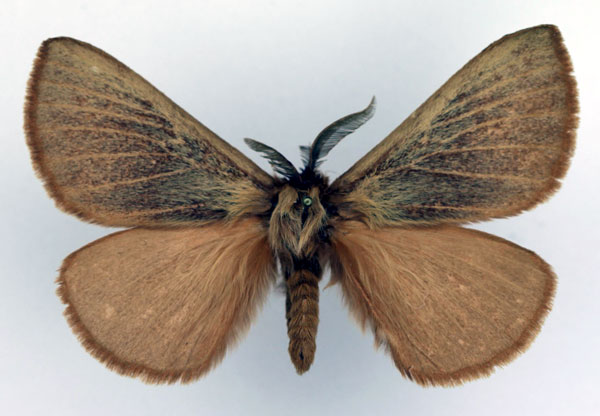 /filer/webapps/moths/media/images/T/thunbergii_Phyllalia_AM_Basquin.jpg