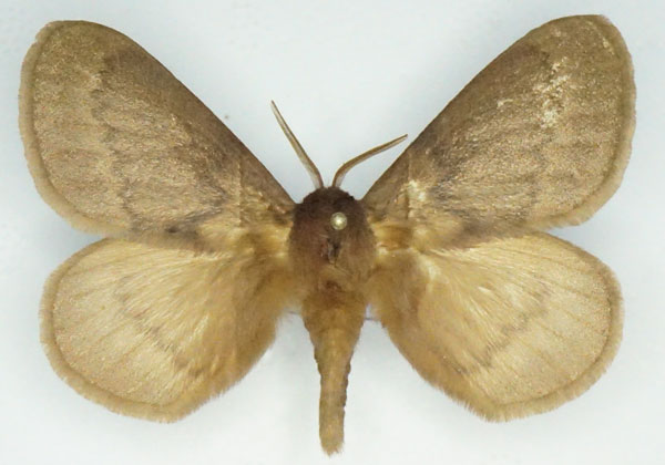 /filer/webapps/moths/media/images/T/thunbergii_Phyllalia_AM_Stroehle.jpg