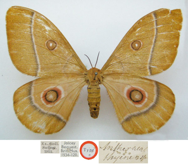 /filer/webapps/moths/media/images/T/thyene_Antheraea_HT_NHMUKa.jpg