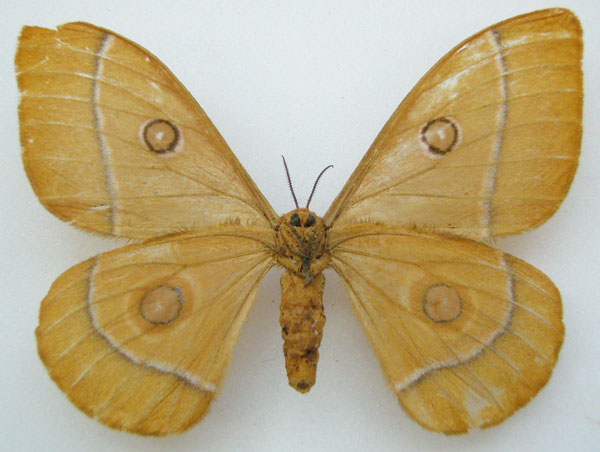 /filer/webapps/moths/media/images/T/thyene_Antheraea_HT_NHMUKb.jpg