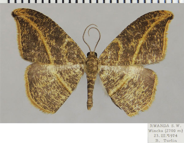 /filer/webapps/moths/media/images/T/thyestes_Milocera_AM_ZSM.jpg