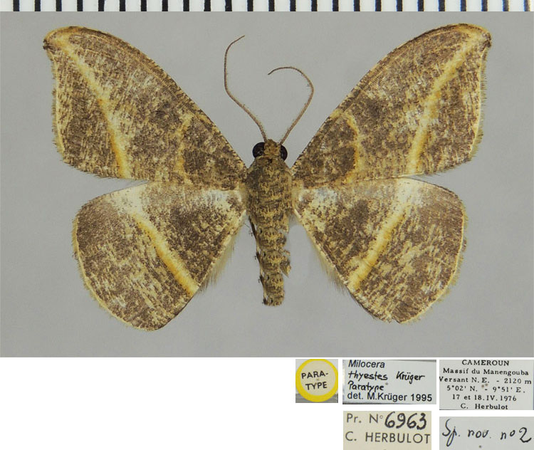/filer/webapps/moths/media/images/T/thyestes_Milocera_PTM_ZSMa.jpg